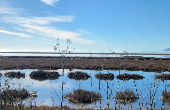 Highway 37 marsh