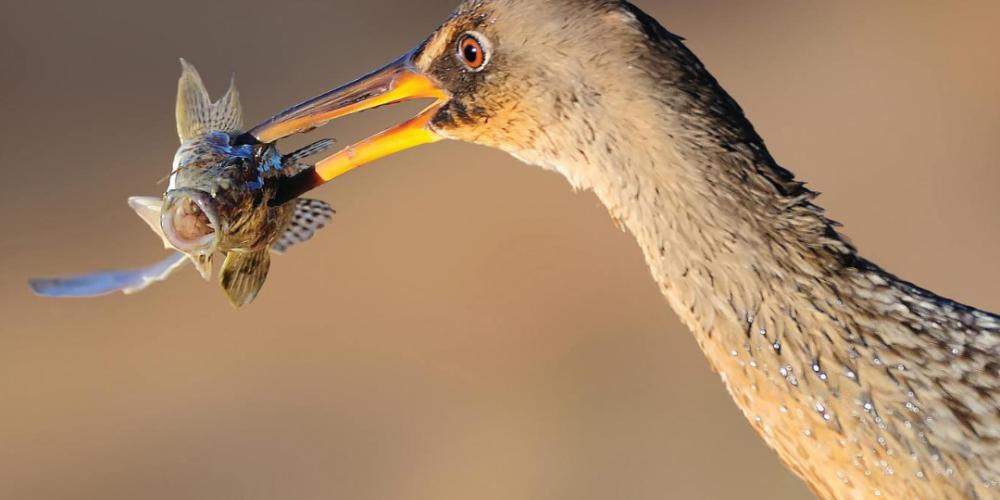 Close up of Bird with fish in is its mouth