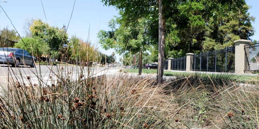 A Green Street with plants for filtering storm water.