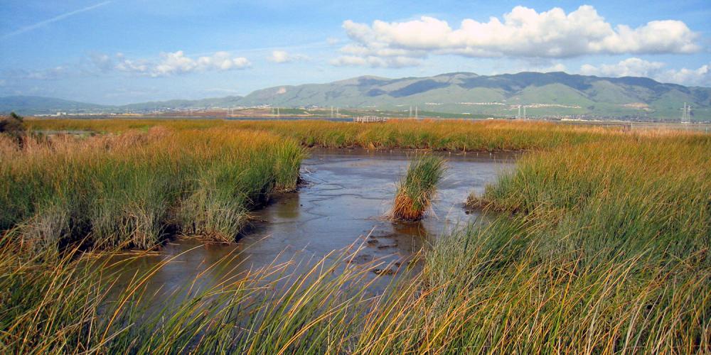 Marshy protected habitat.