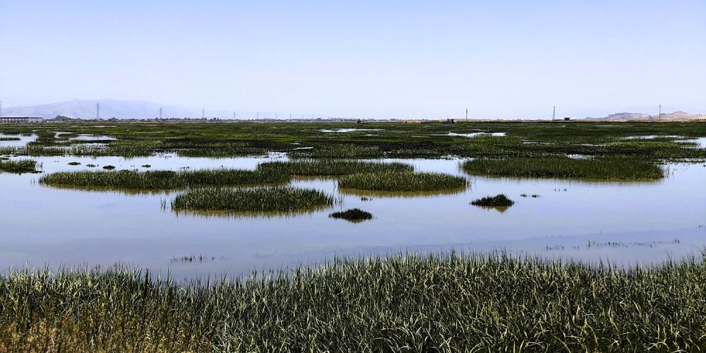 Marshlands.