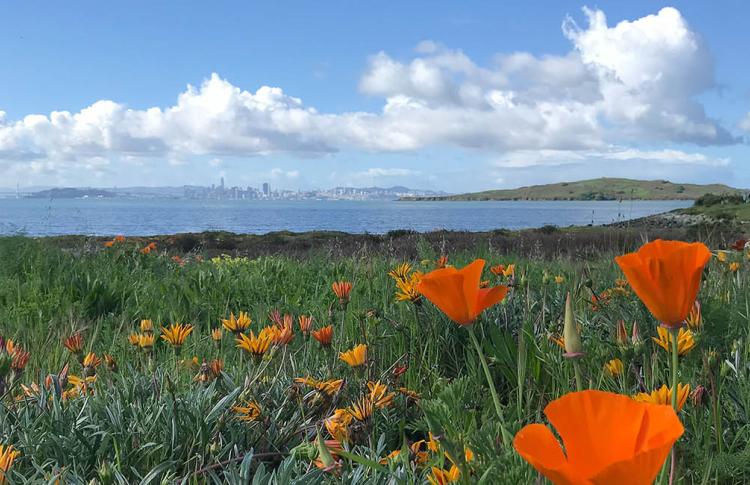 California poppies on the coast of Contra Costa County.