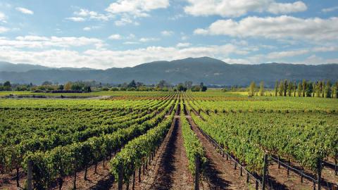 Napa County vineyards.